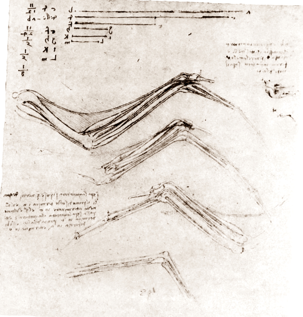 Leonardo+da+Vinci-1452-1519 (814).jpg